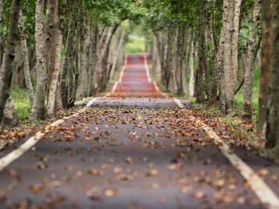 Otoño Puzzle: Avenida de árboles en otoño