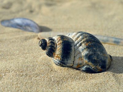 Verano Puzzle: Conchas de moluscos marinos en verano