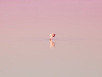 Aves Puzzle: Flamencos en el lago