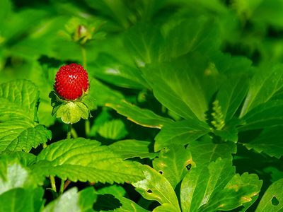 Fresa silvestre en la naturaleza