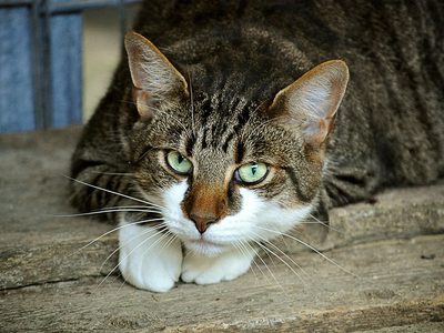 Puzzle de Puzzle de Gato atigrado europeo de pelo corto