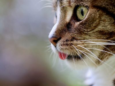 Puzzle de Puzzle de Gato de cerca con la lengua asomando