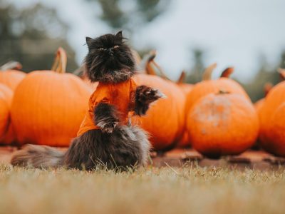 Gato negro de Halloween