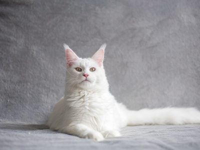 Puzzle de Puzzle de Retrato de un maine coon