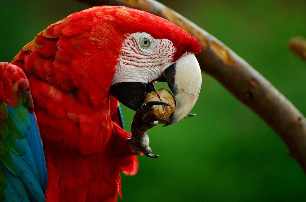 Colorful Macaw