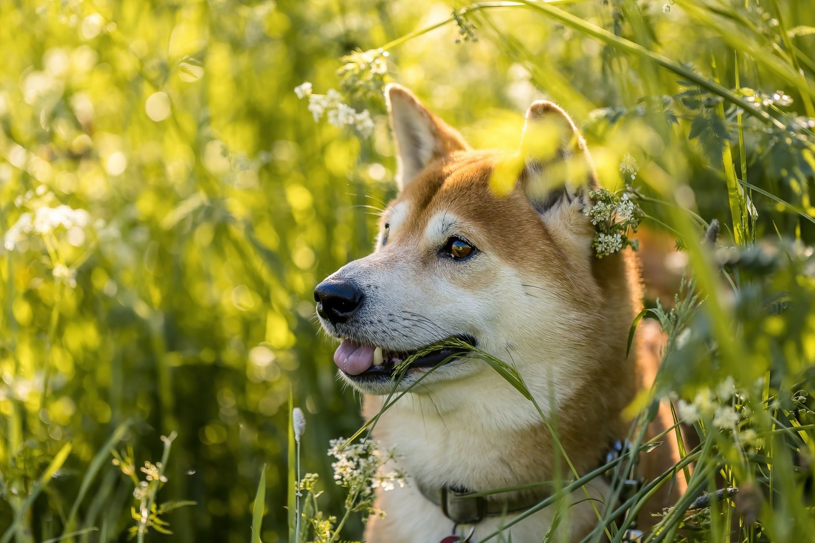 Shiba Inu in a Sunny Meadow