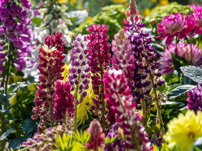 Flowers jigsaw puzzle: Beautiful Lupins Flowers