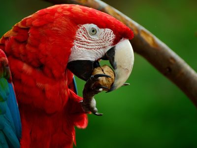Birds jigsaw puzzle: Colorful Macaw