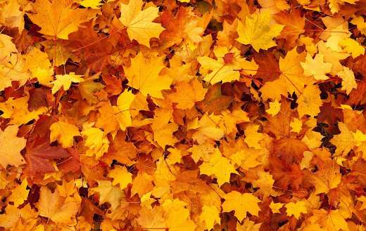 Autumn leaves falling puzzle