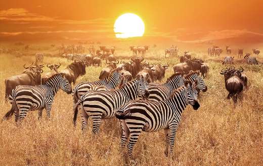 Zebra at sunset in the Serengeti national park Tanzania